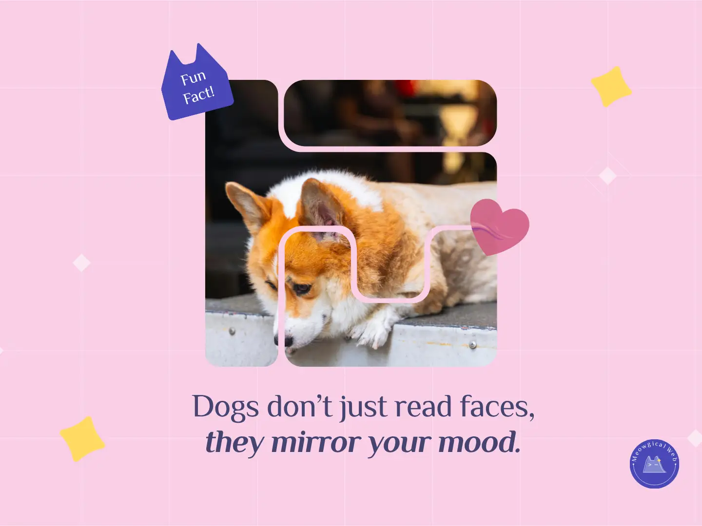 Corgi resting on a ledge surrounded by rounded graphic shapes on a pink background, illustrating how dogs mirror human moods.