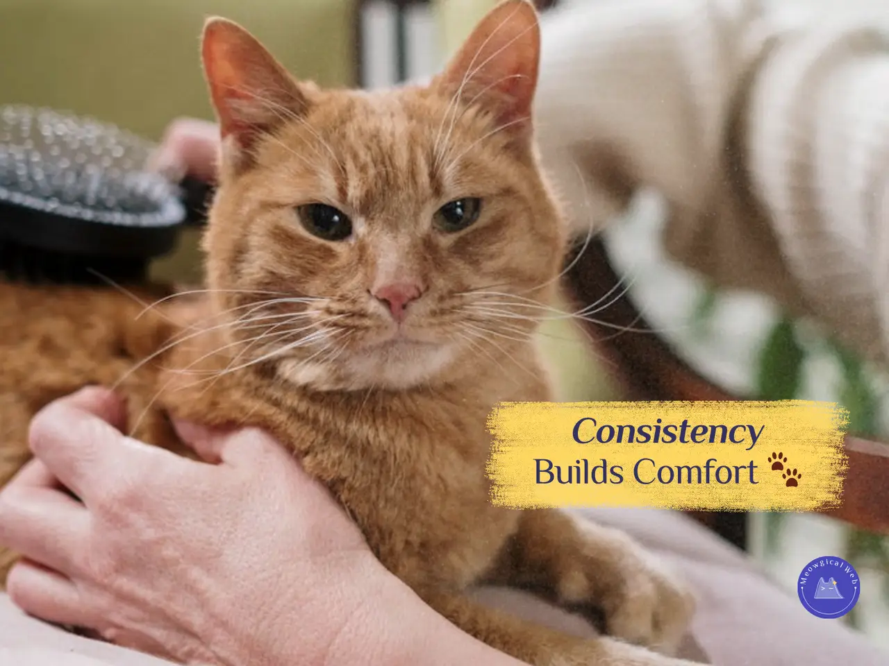 Close-up photo of a calm orange cat being gently brushed, representing comfort and consistency in pet care.
