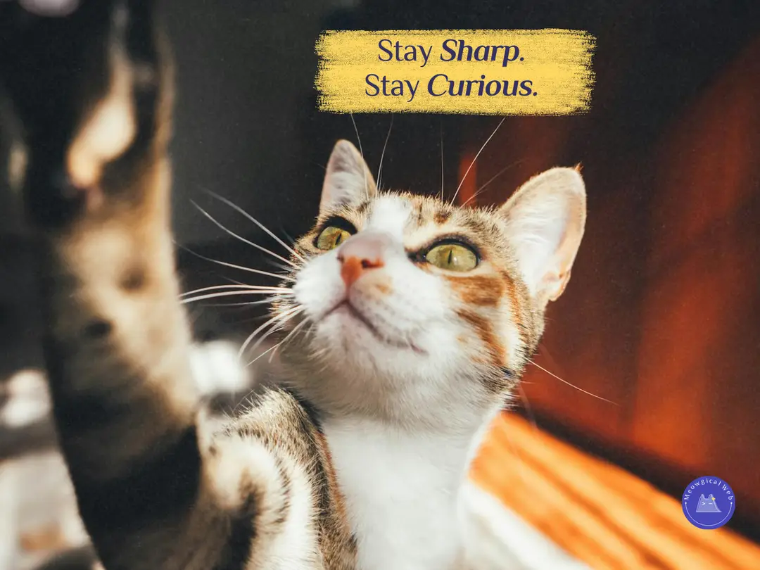 Close up photo of a curious cat reaching forward with bright eyes, symbolizing curiosity in pet brands.
