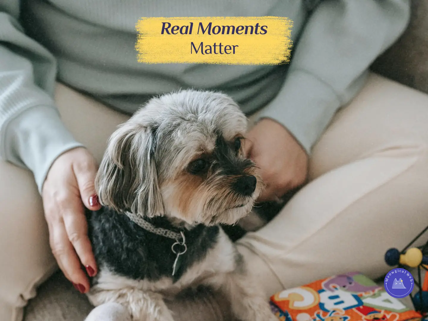Close-up of a small dog resting calmly beside a person, showing the warmth and authenticity behind real pet care moments.