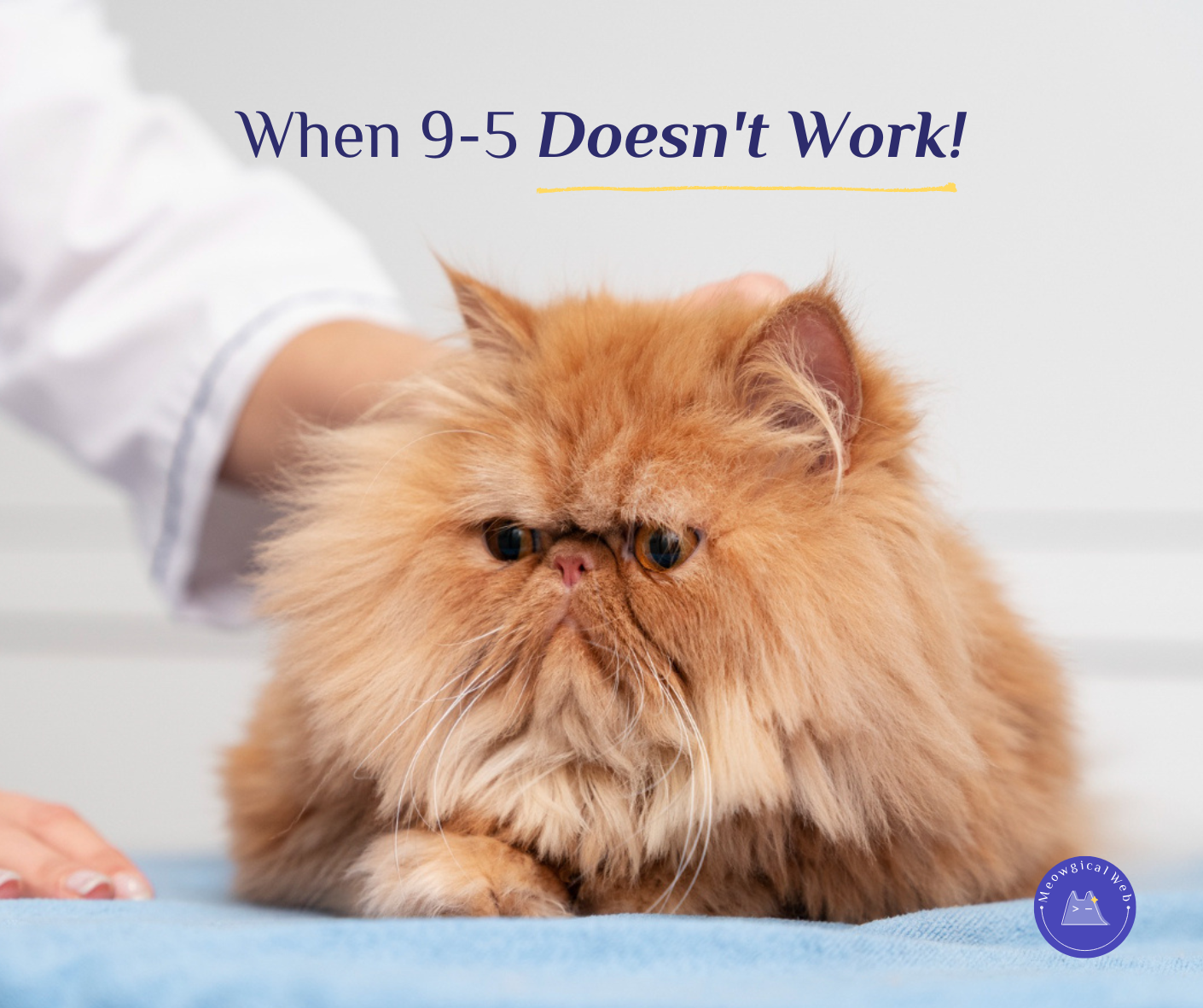 Persian cat at veterinary clinic exam representing pet care appointments and flexible booking hours beyond 9 to 5