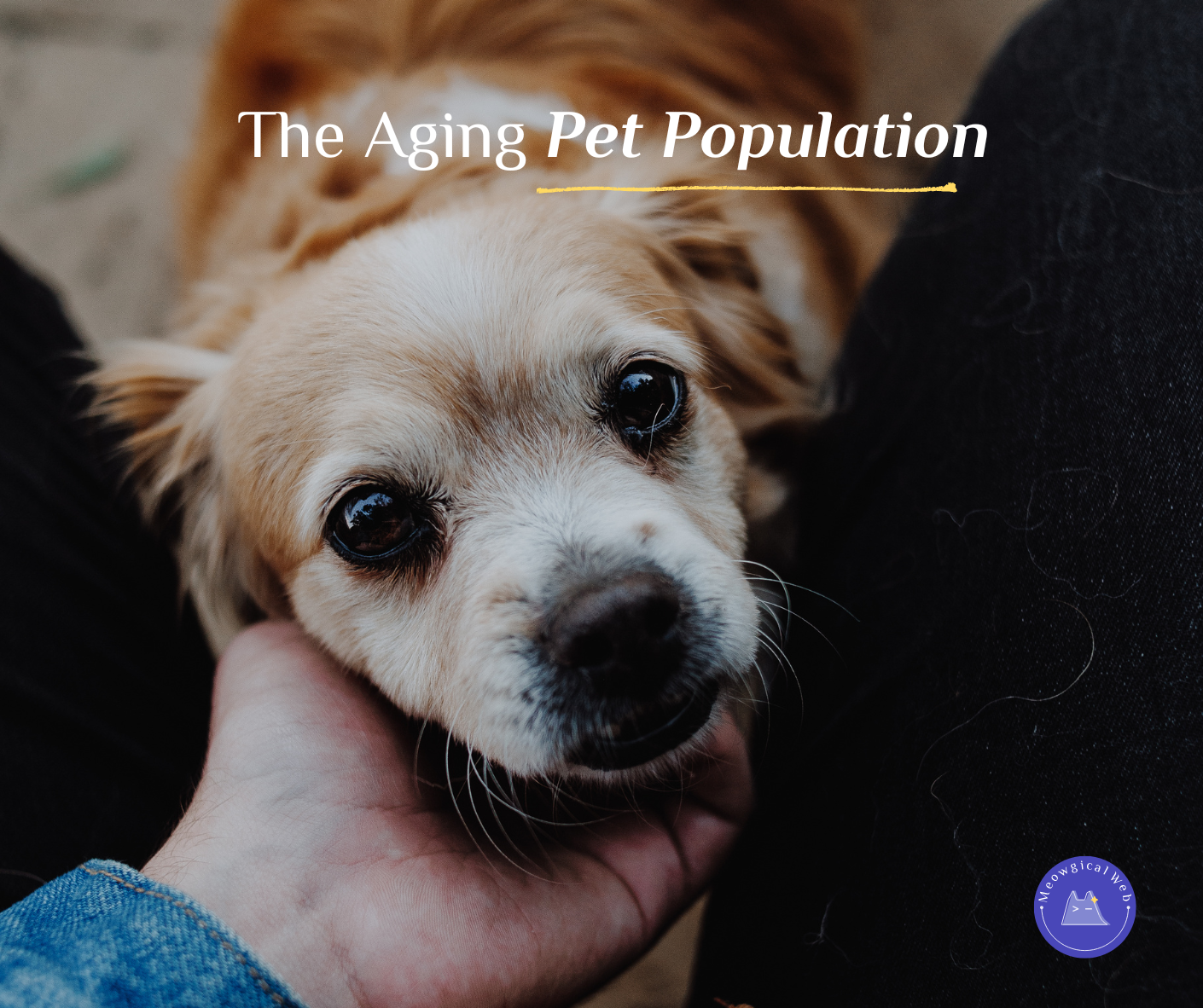 Infographic showing the senior pet population is growing faster than any other segment with statistics about aging pets needing specialized care